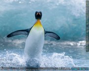 http://thumbnails60.imagebam.com/17018/106189170171663.jpg